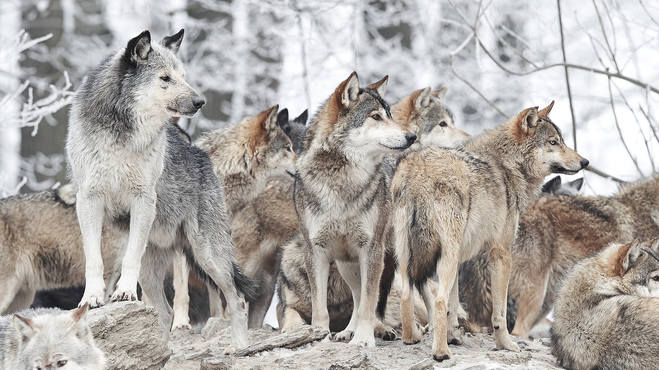 狼是群居性动物,群狼的数量通常在5到15只之间,最多的也可达以到40只