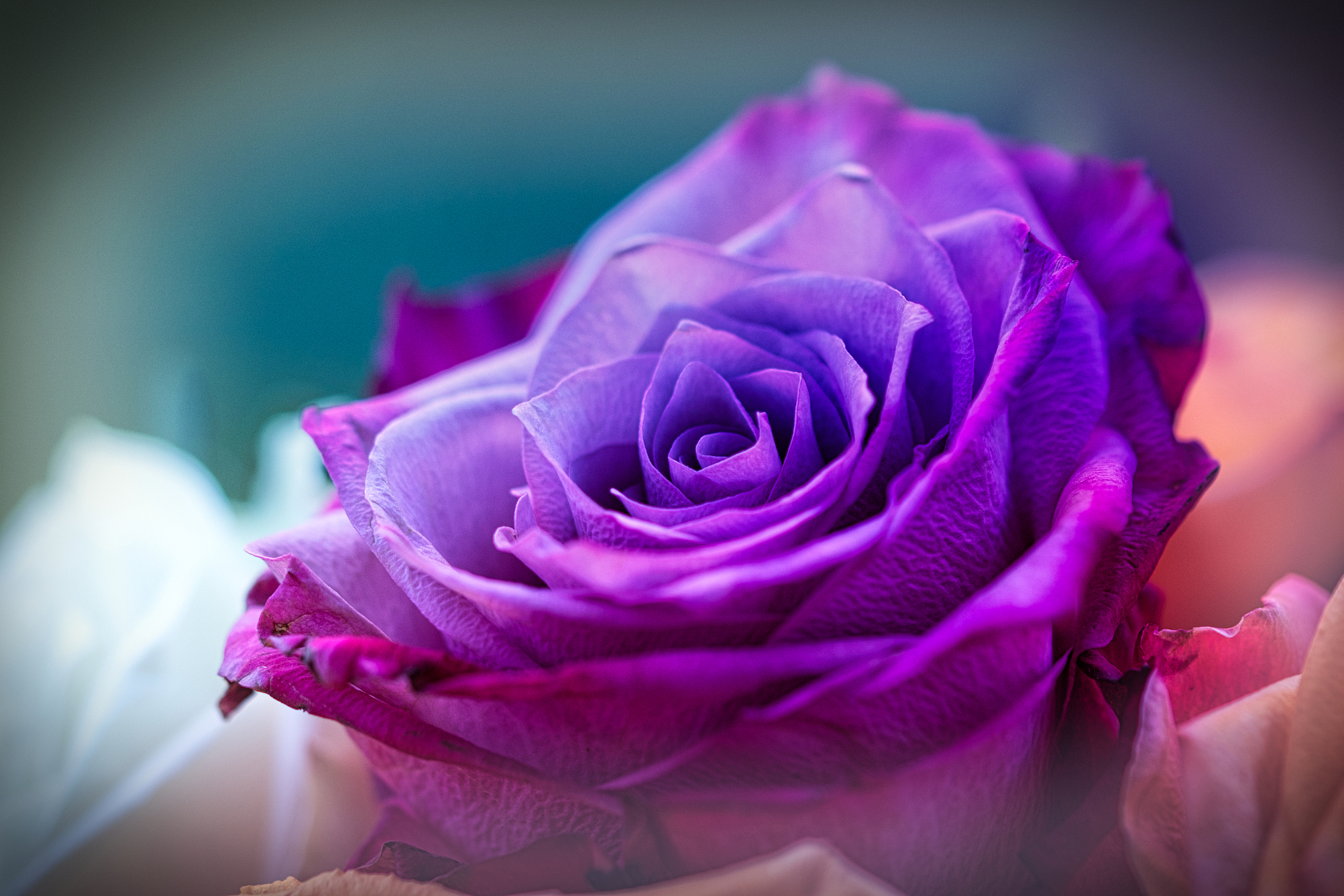 真正的强者敢于面对冲突,勇于翻脸