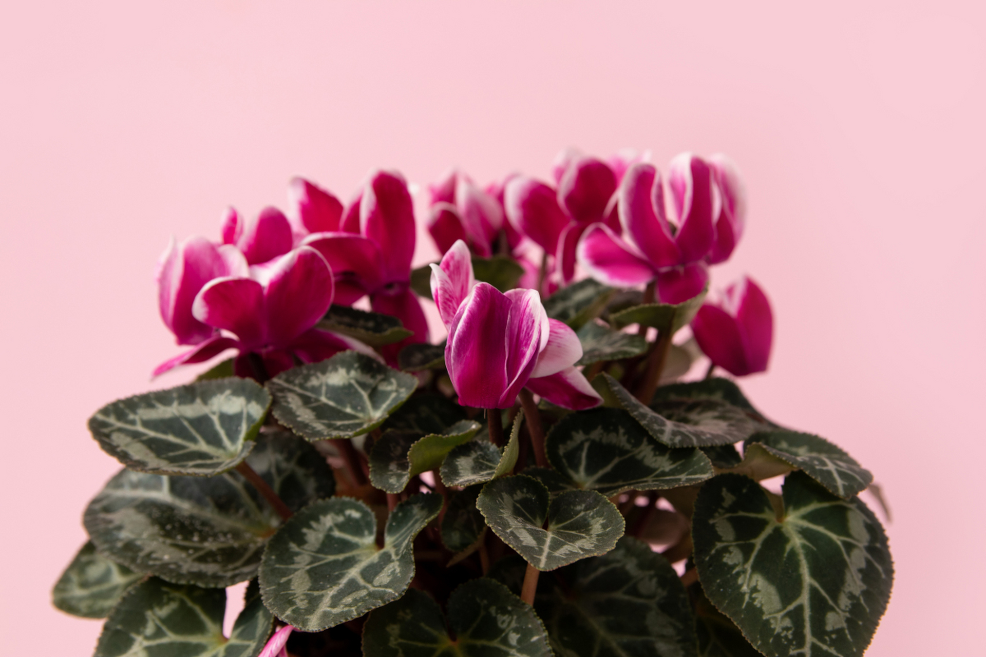 仙客来休眠期到了,别担心!