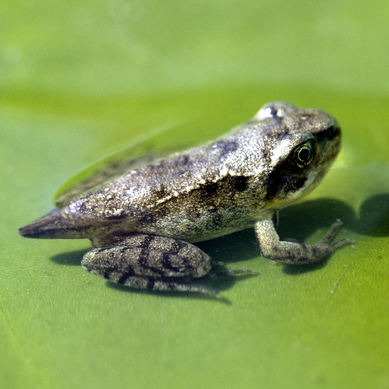 黑斑蛙具有较高的营养价值,其肉质细嫩,味道鲜美,对治疗喉肿痛,创伤性