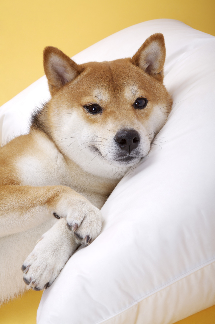 [原文:柴犬毛发之解