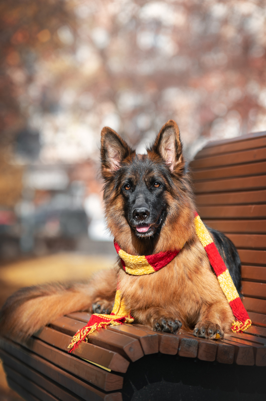 德国牧羊犬忠诚护卫,拉布拉多寻回犬温和陪伴,杜高古老守护,边境牧羊