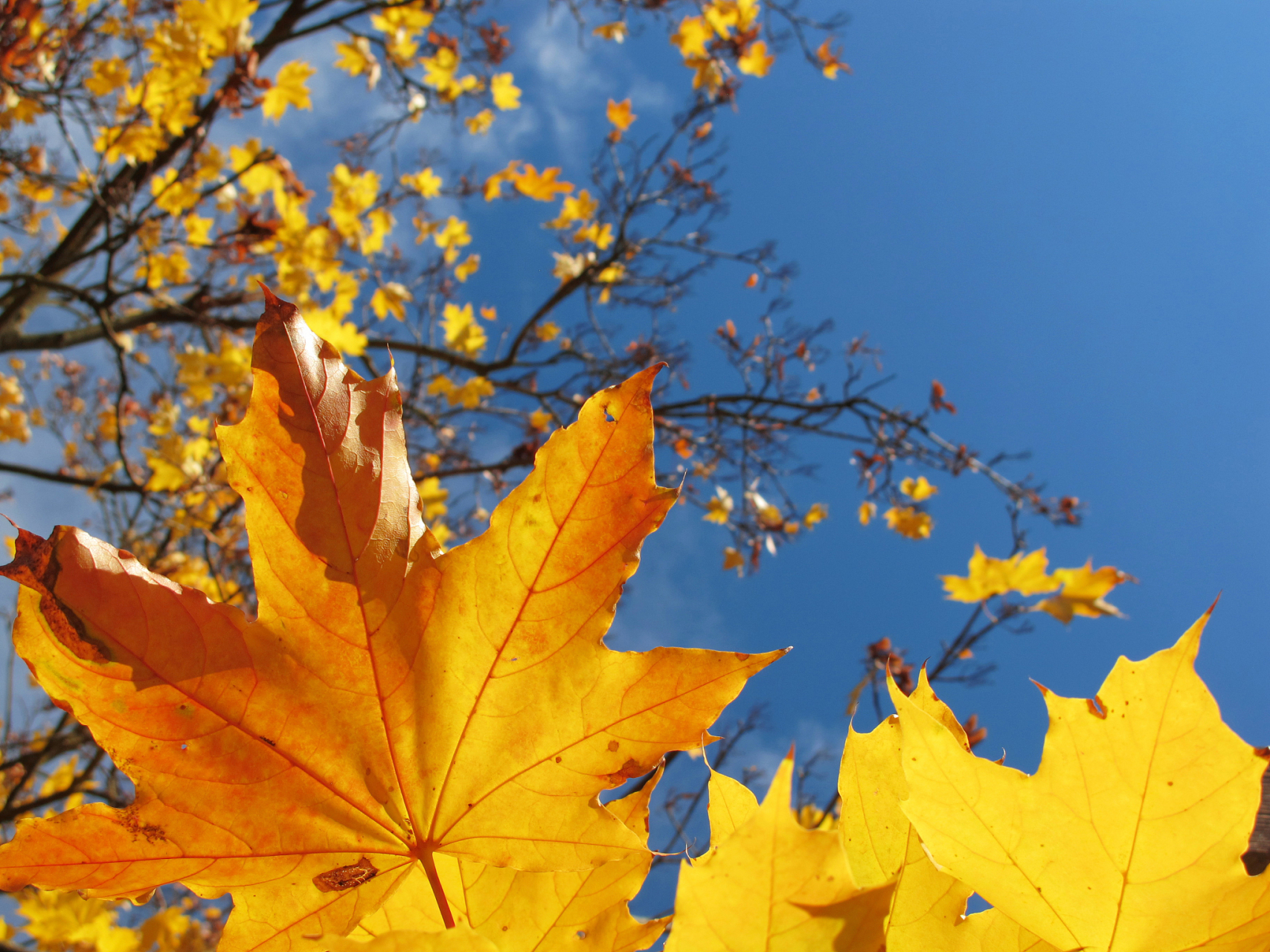 刚入秋的唯美诗词 刚入秋的唯美诗词有很多,这些诗词不仅描绘了初秋的