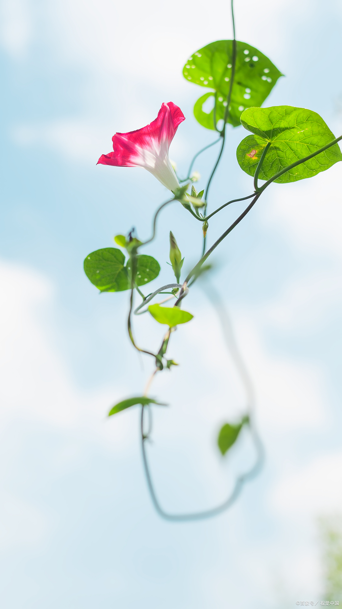 牵牛花颜色发生变化的主要原因是花瓣细胞液的酸碱度变化