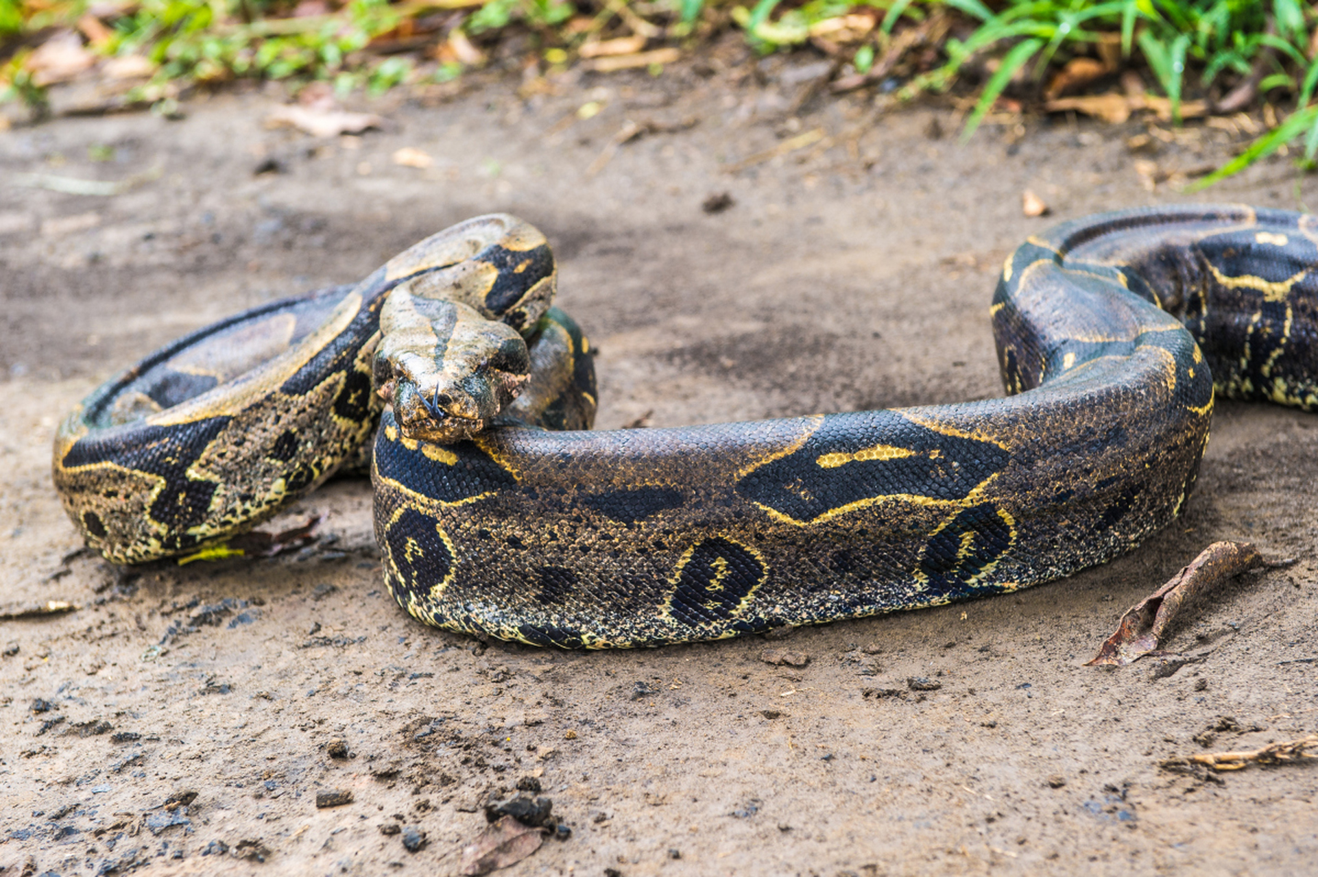 菲律宾男子遭巨蟒缠身咬蛇脖自救# 菲律宾男子遭遇网纹蟒袭击,咬蛇