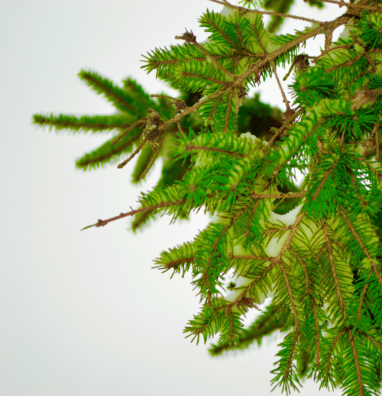 松柏树的叶子是针状的,含有叶绿素,可以进行光合作用,且属于常绿树种