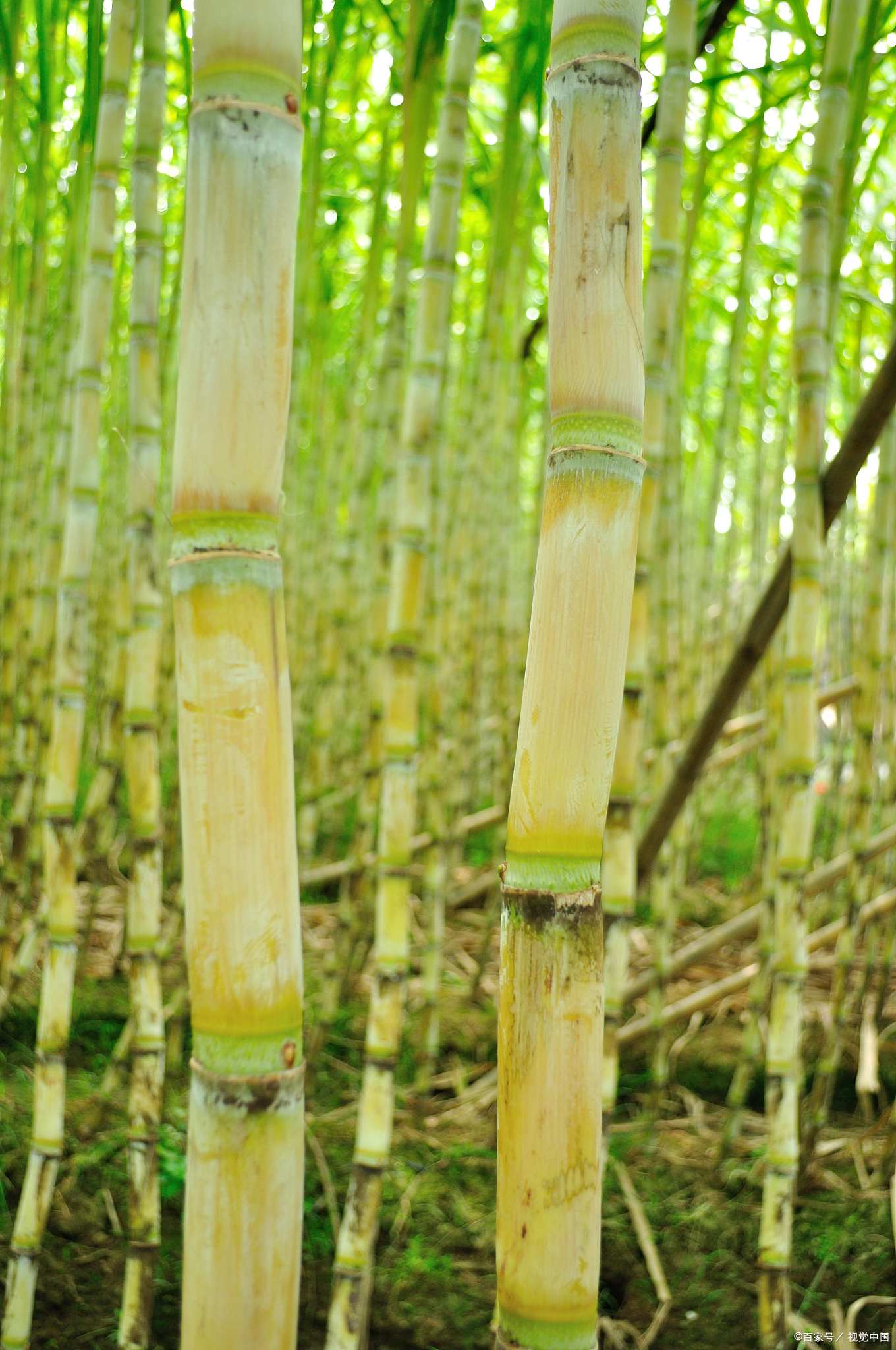 竹蔗是什么?一种既能吃又能喝的植物