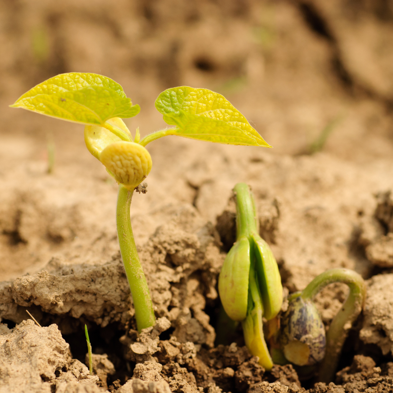 两颗相同的种子, 一颗种子决定努力扎根,向上生长,历经春夏秋冬,尽管