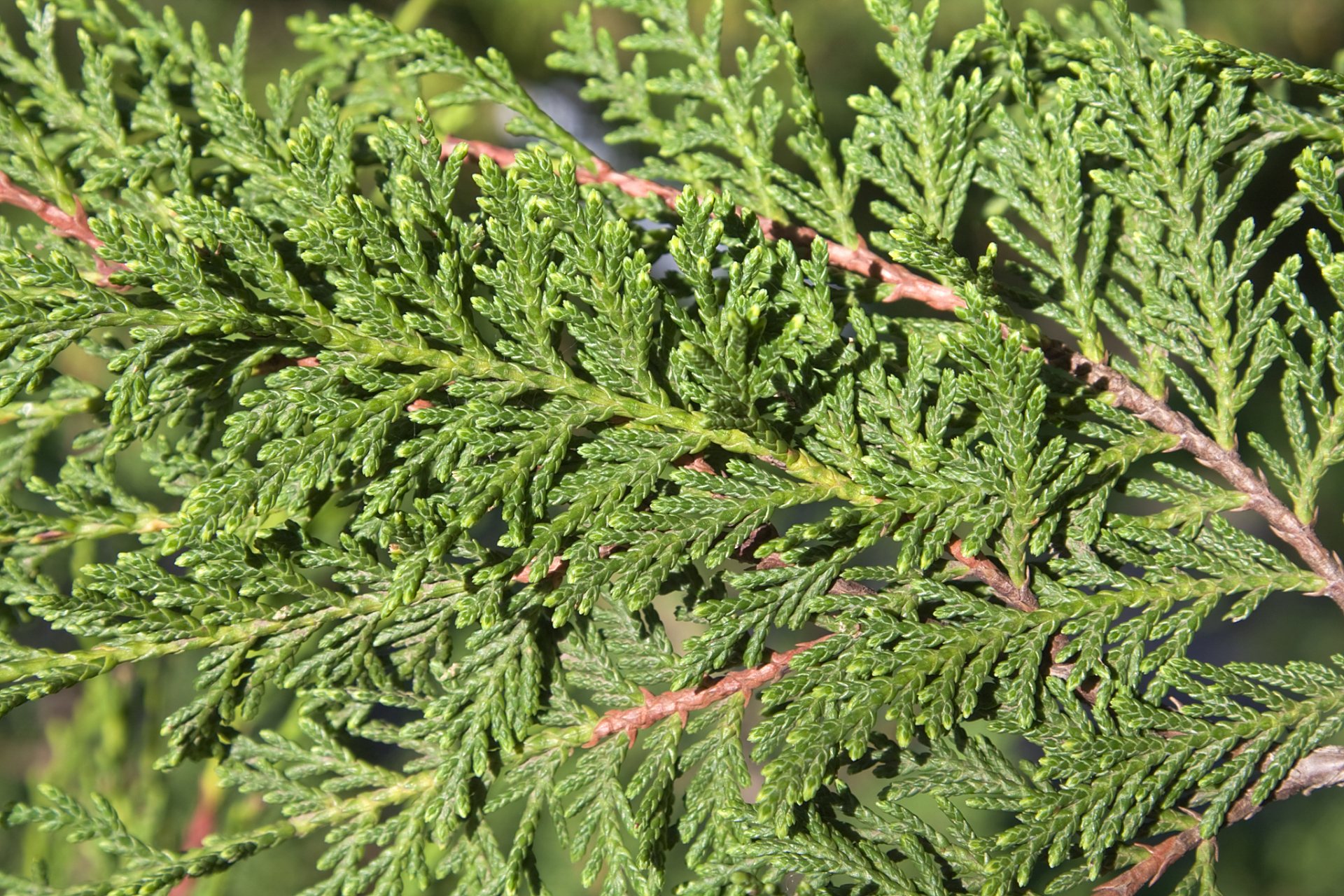 【案例分享】侧柏叶骨碎补酊外擦治疗脱发验方  生侧柏叶,骨碎补,用95