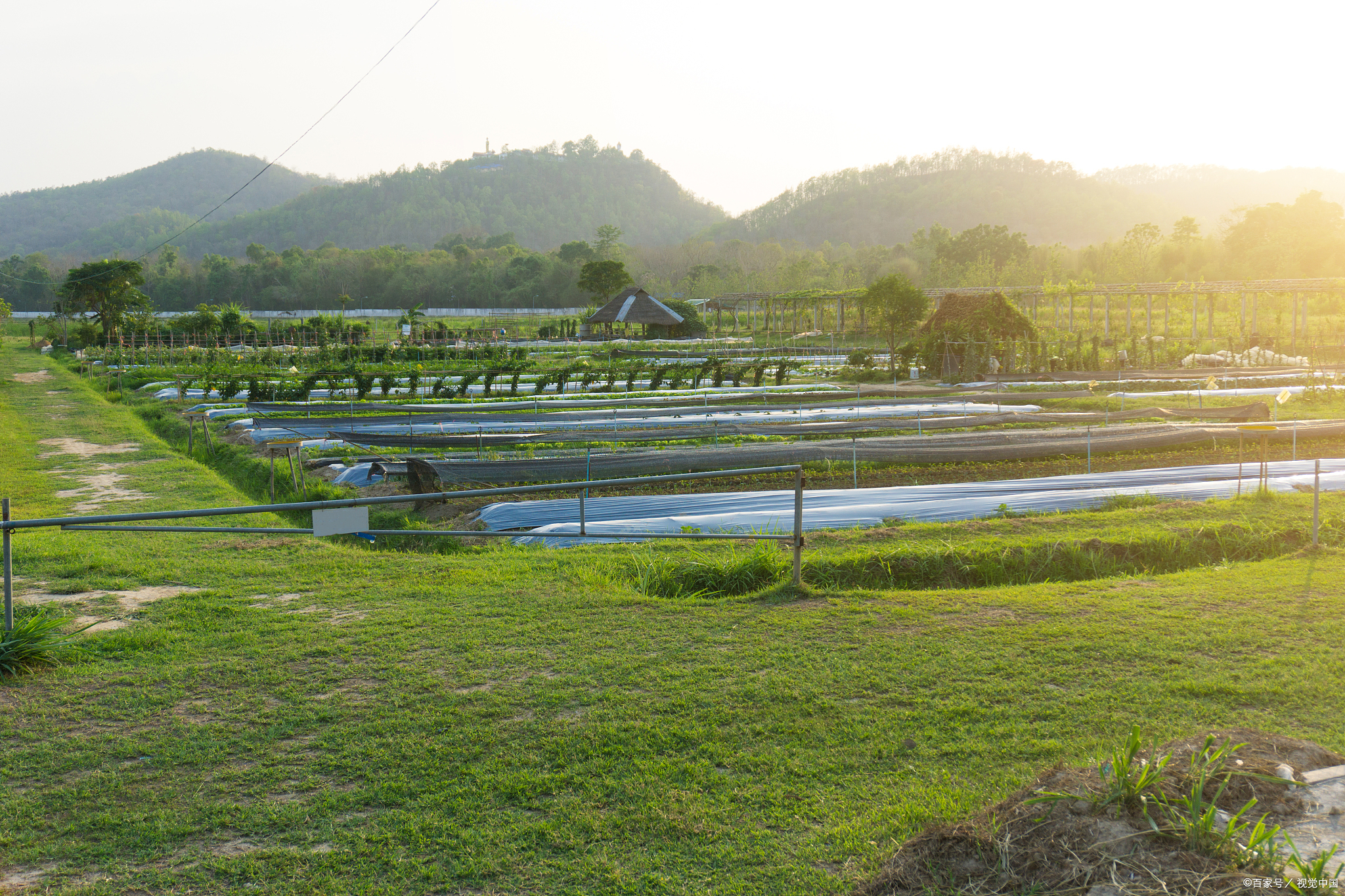 种养结合-山地立体农业新模式你了解多少?