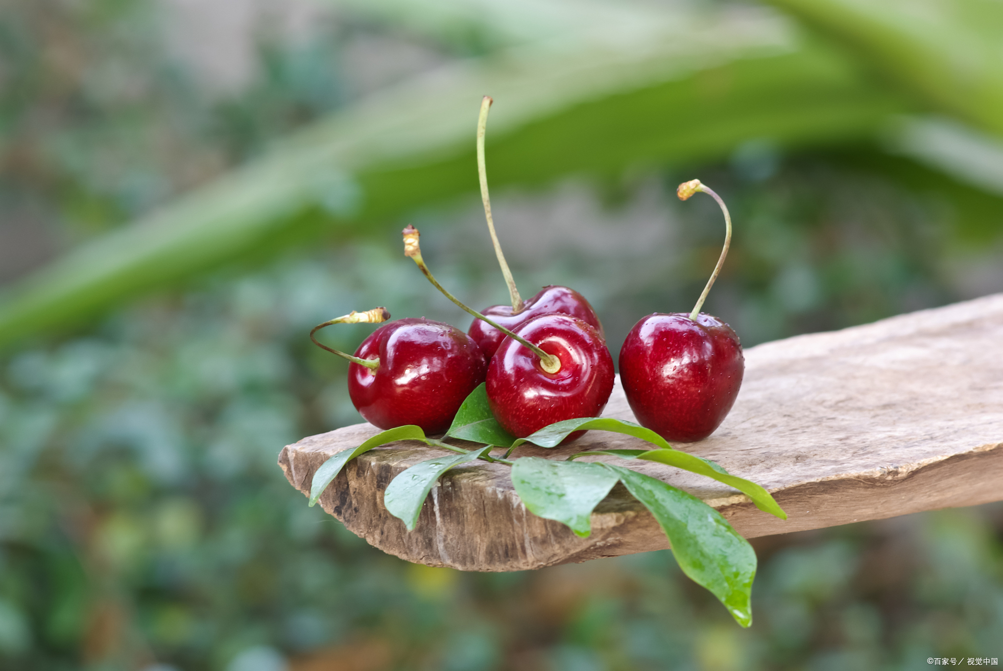 樱桃能放多久?这些方法超实用,美味不打折!