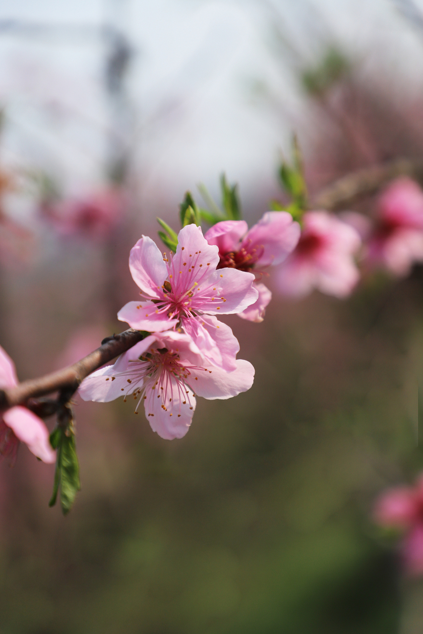 迷失在地图上的每一道风和日丽.   三月桃花,两人一马,明日天涯.