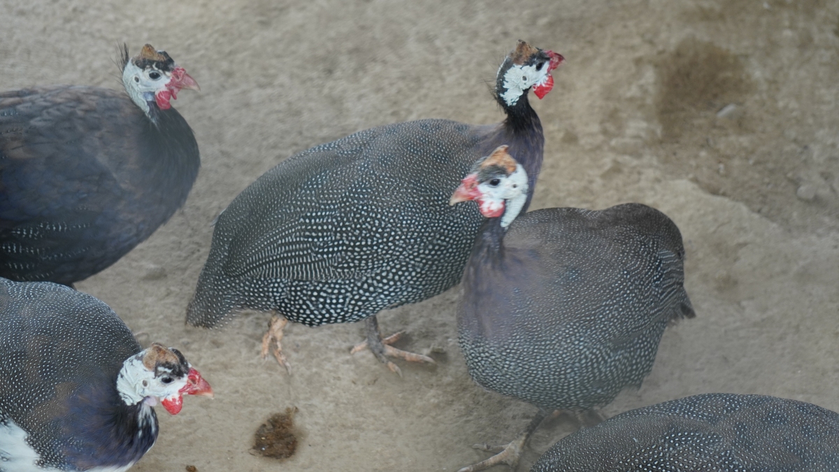 为何澳门秋日要吃非洲鸡