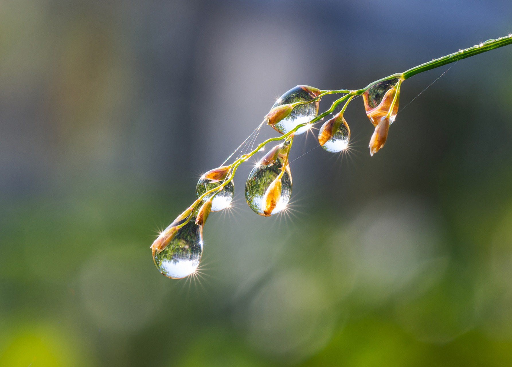 雨后清晨图片图片