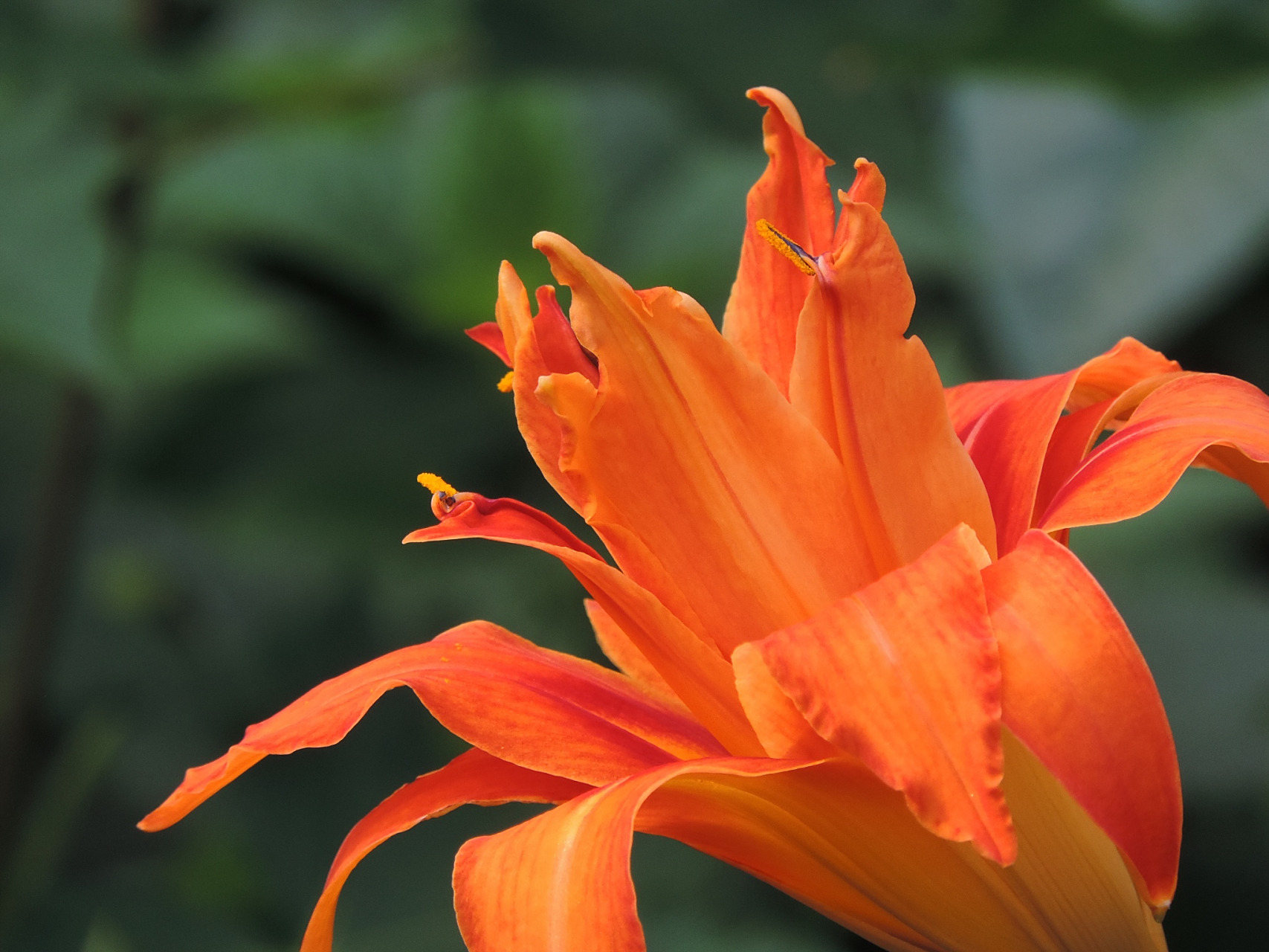 火焰百合(lilium bulbiferum)是一种令人惊叹的花朵,它有着独特的花语