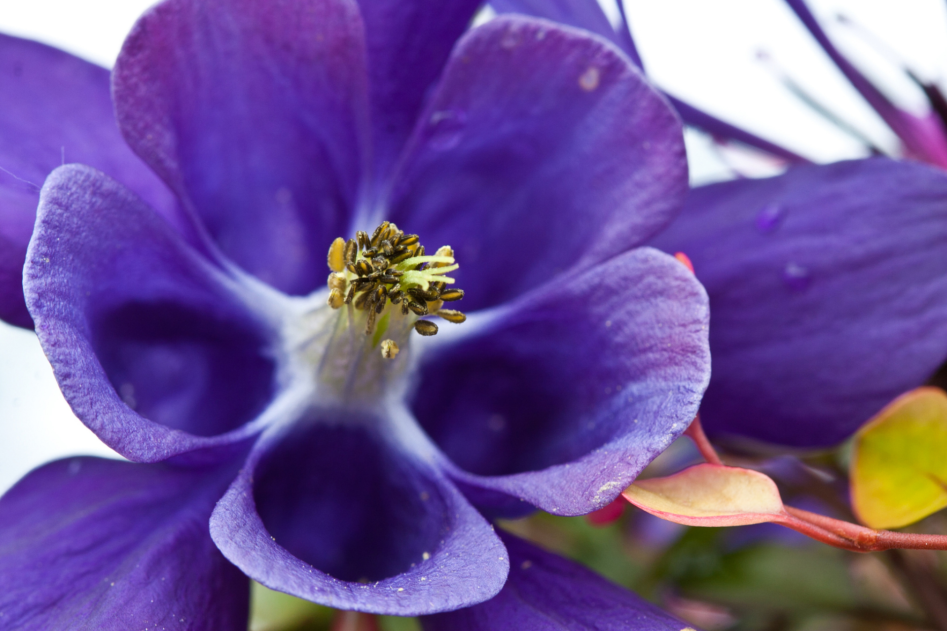 紫罗兰是欧洲的名花之一,其形态特征丰富,例如多年生草本,株高20