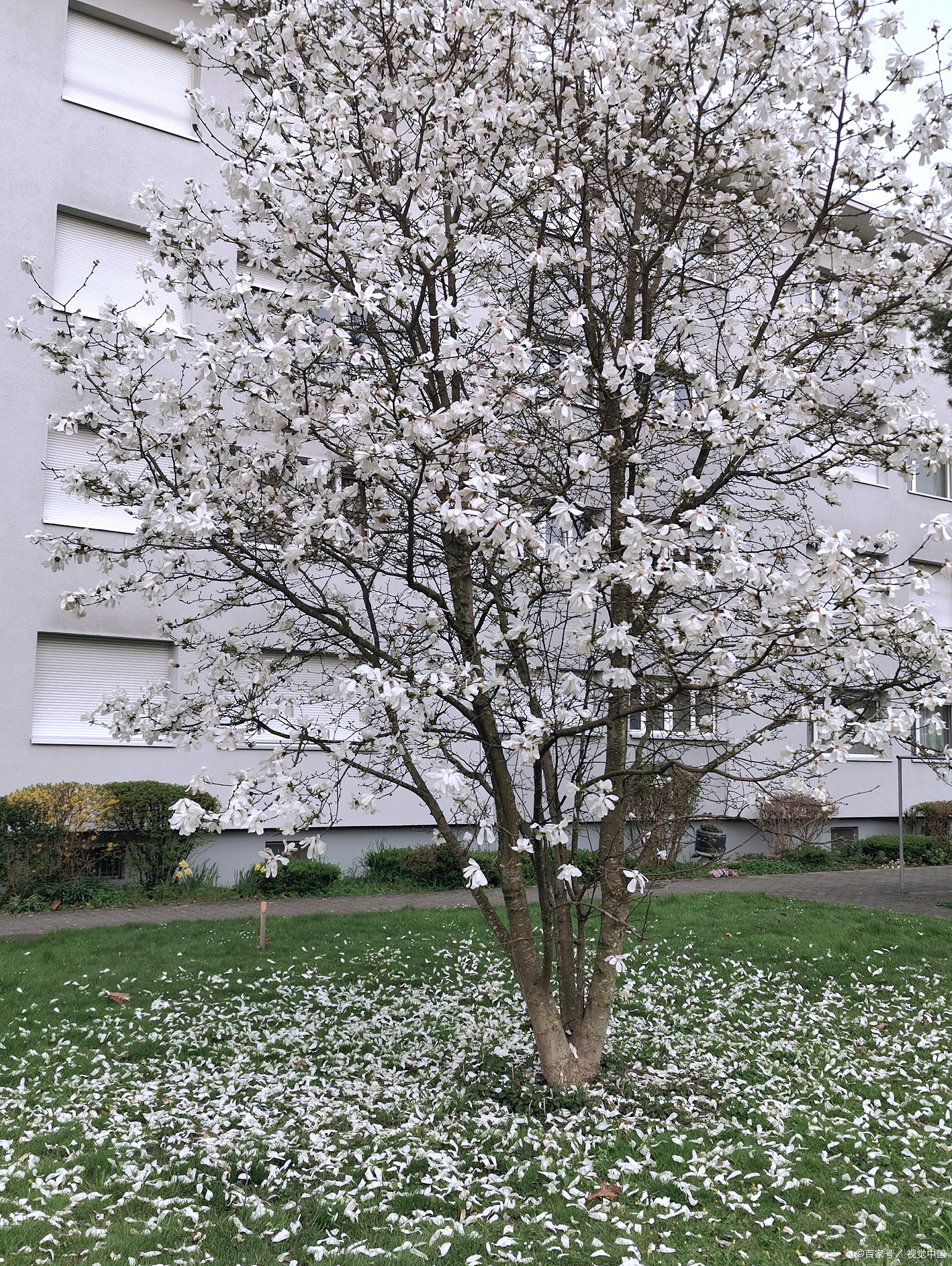 白玉兰树栽在家里哪个位置好?