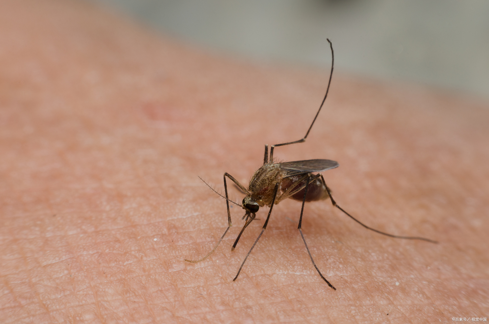 每年约有70万人因蚊子咬伤而失去生命,这简直让人难以置信!