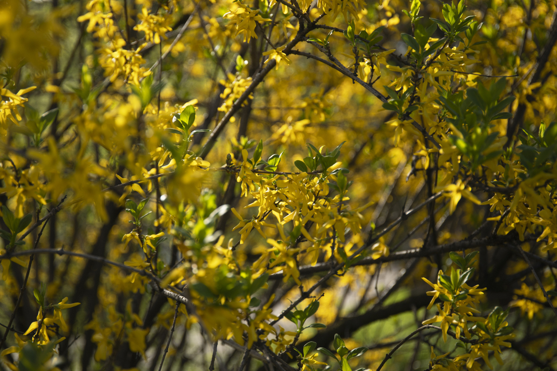 连翘是一种落叶灌木,原产于中国华北,华中和华东地区,花黄色,观赏价值