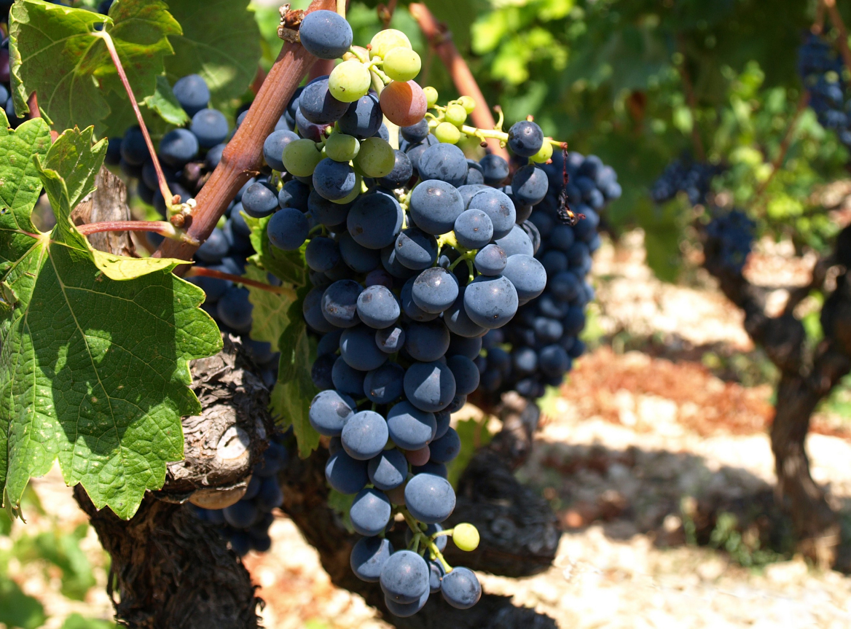 美乐葡萄品种: 美乐葡萄品种是一种源于法国波尔多的酿酒红葡萄浦种