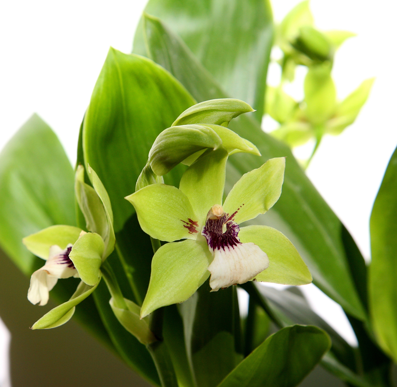 豆瓣兰是一种兰科植物,其独特的形态特征为兰花增添