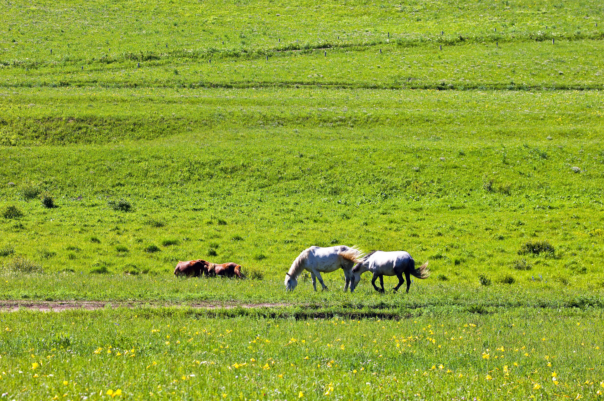 丰宁坝上草原位于河北丰宁满族自治县,是距北京最近的天然大草原,平均