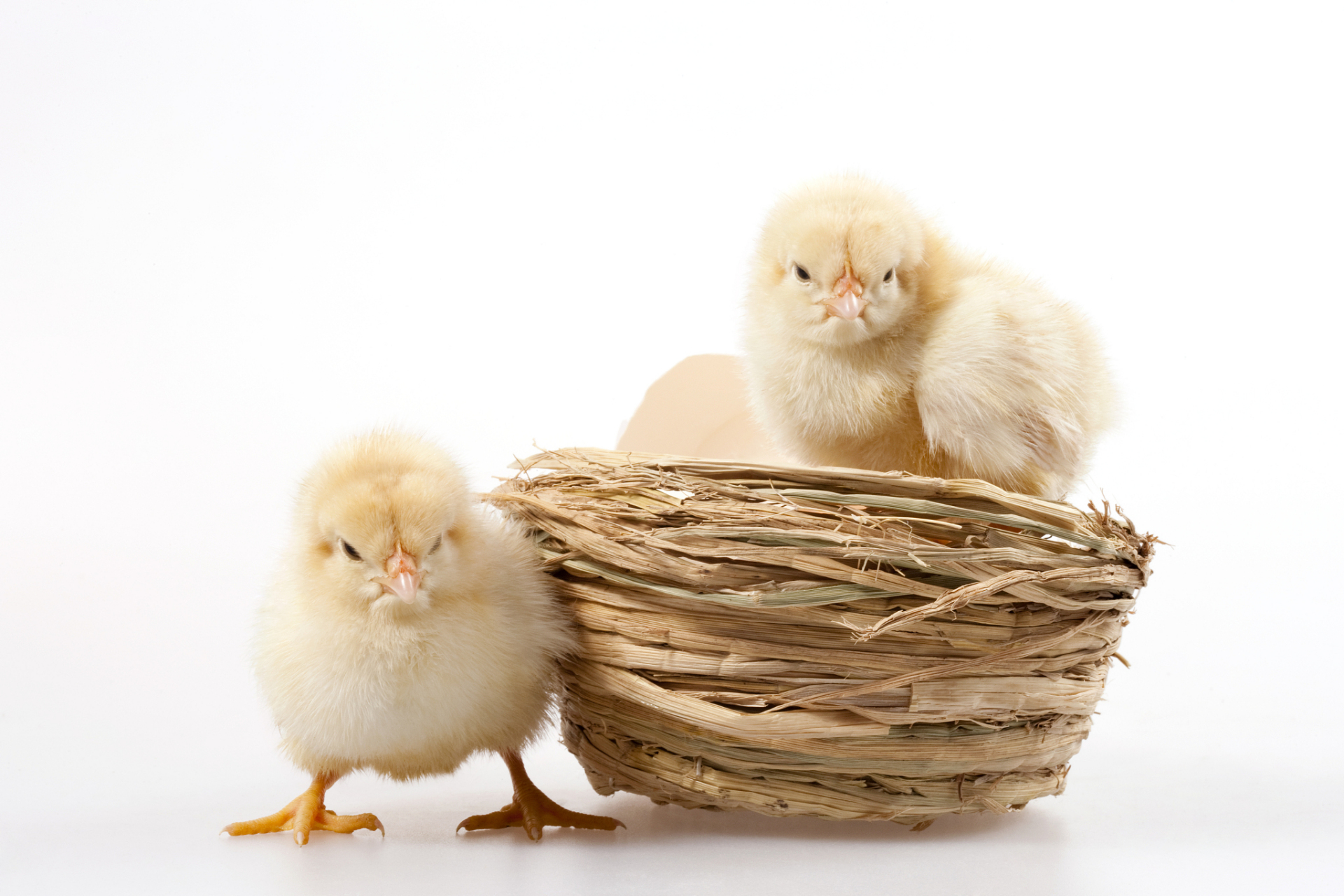 孵小鸡通常需要21天.