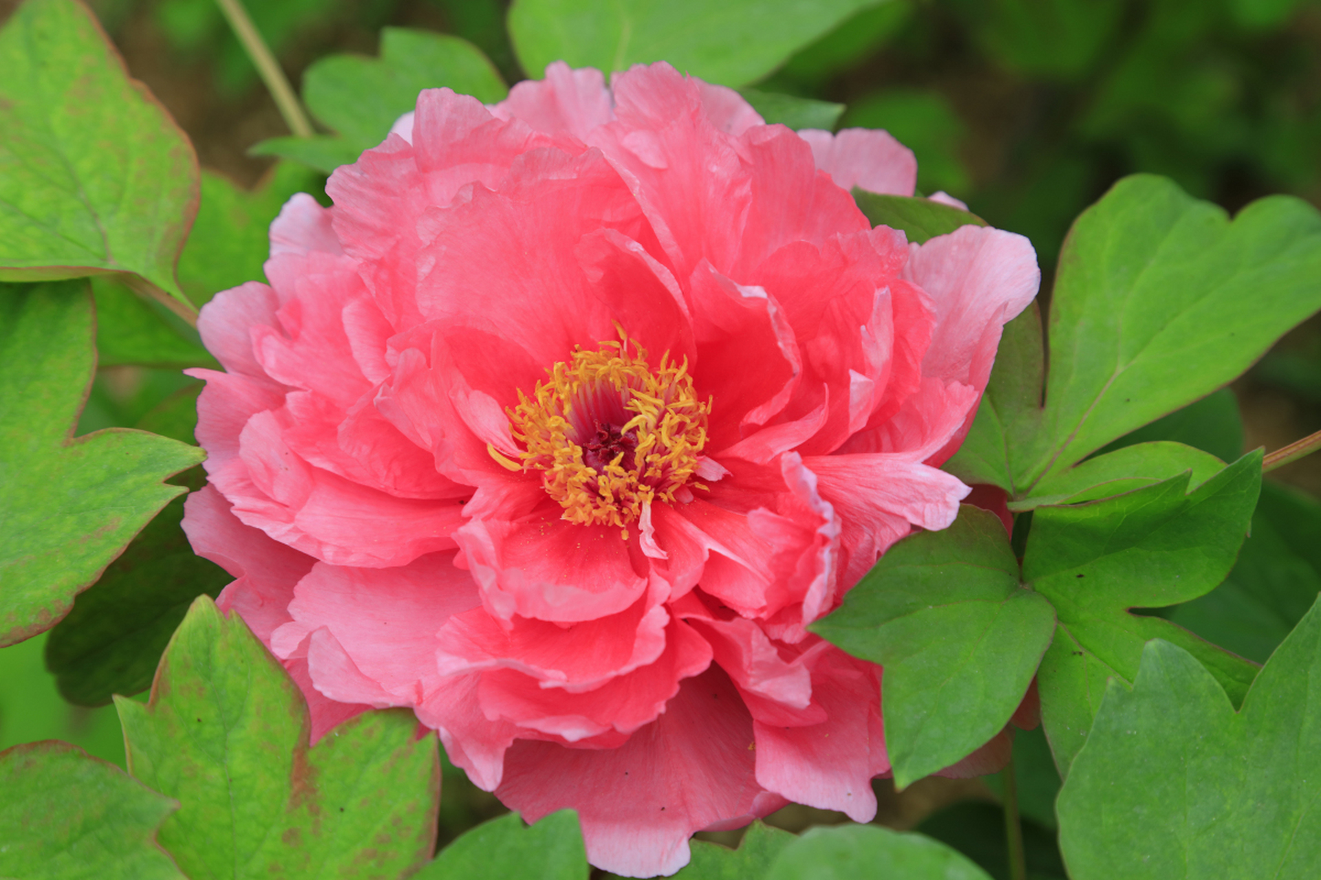 中国国花是牡丹,因其丰富的文化内涵,象征意义,观赏价值和适应性而被