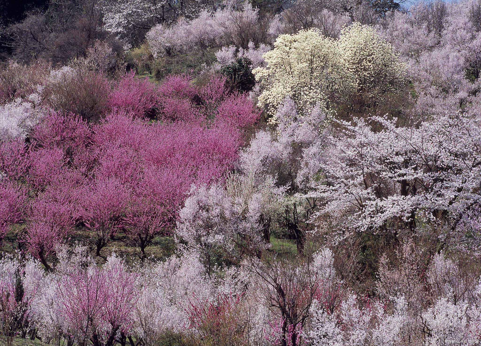 北疆的杏花,开得汹涌磅礴,将春天的气象漫卷