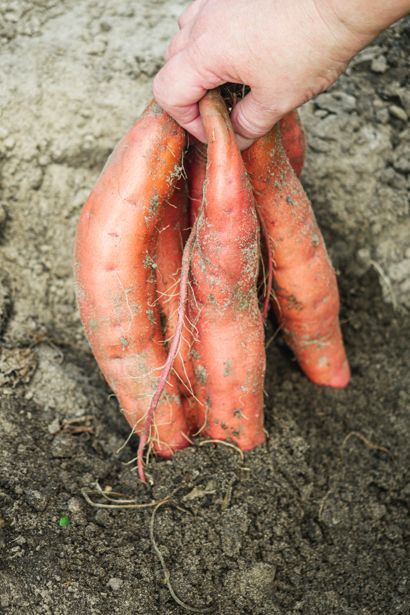 地瓜和红薯一样吗图片