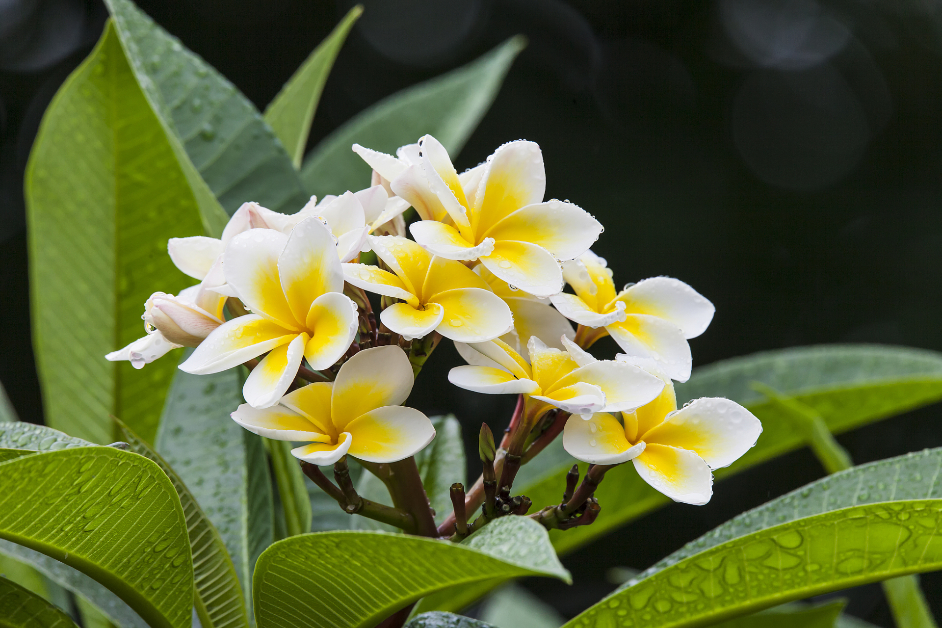 现在人养狗,当养什么儿子孙子.