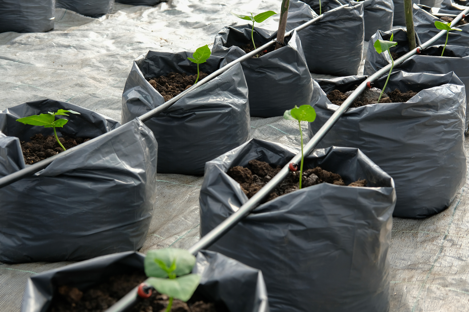 育苗袋是一种创新的育苗方法,其设计理念是通过对原材料的精选和制作