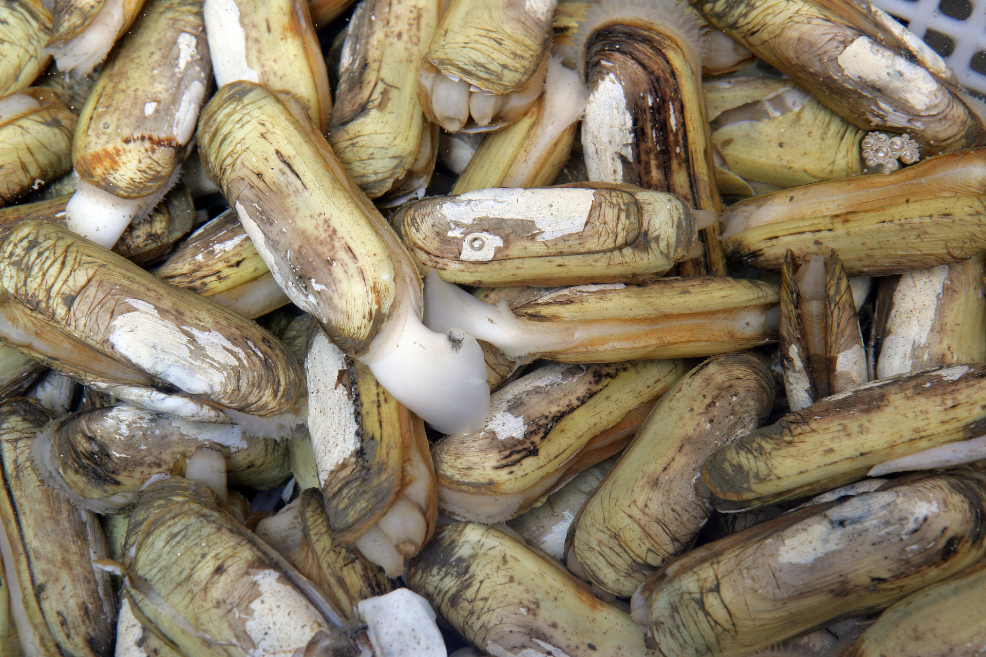 海味辽宁# 蛏子,是一种淡水贝类,其口味独特鲜美,备受食客青睐.