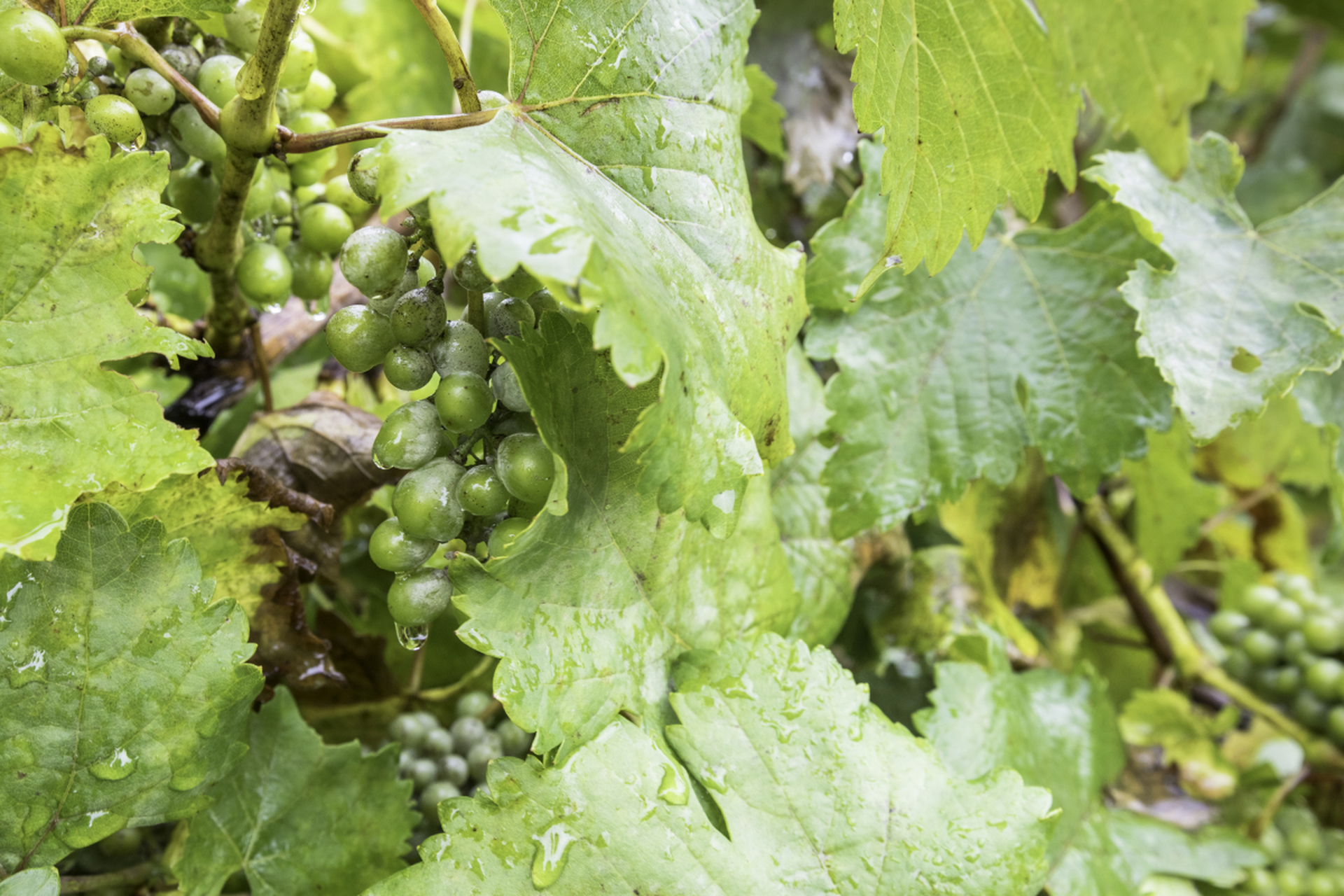 葡萄气灼病,也叫缩果病,是葡萄生理性病害中的一种,是由于"生理水分