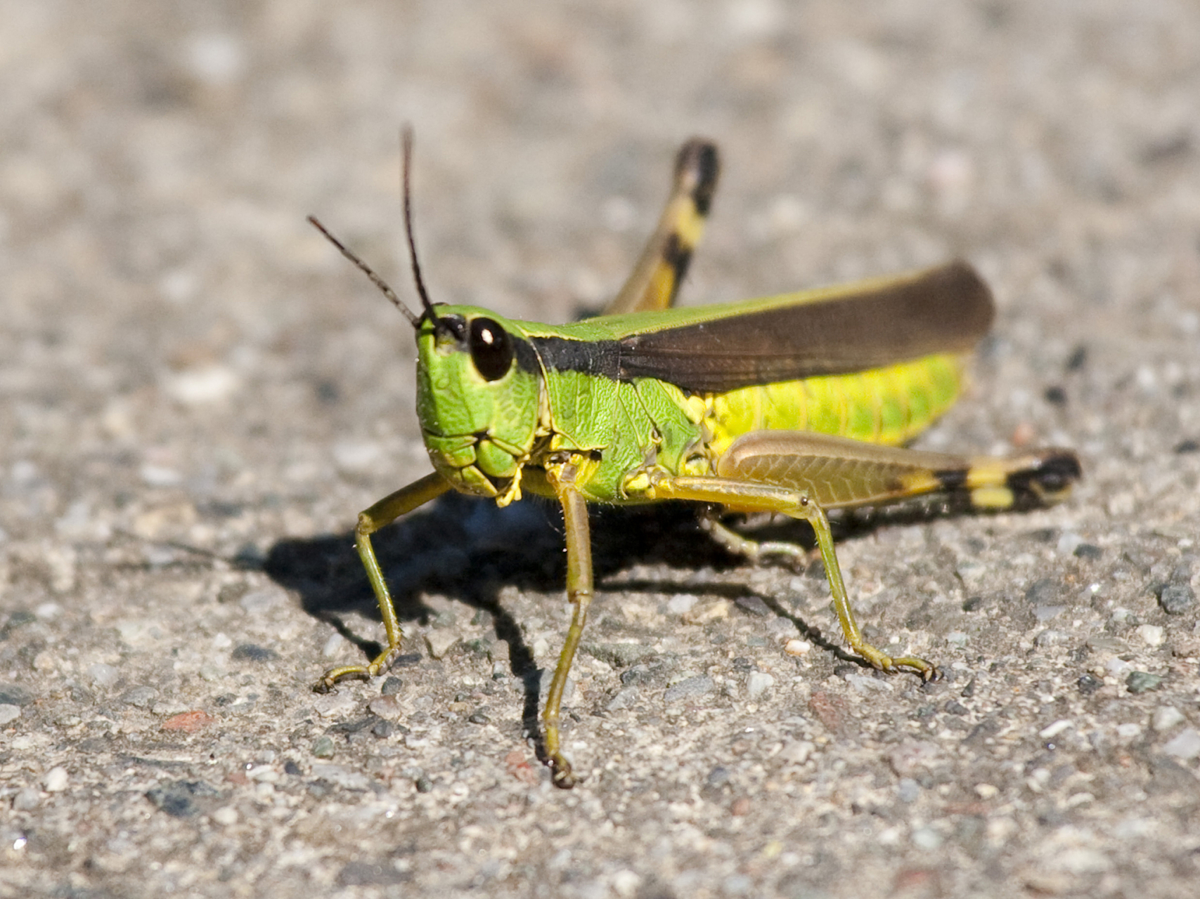 蝗虫是一种有害昆虫,对农业构成重大威胁.