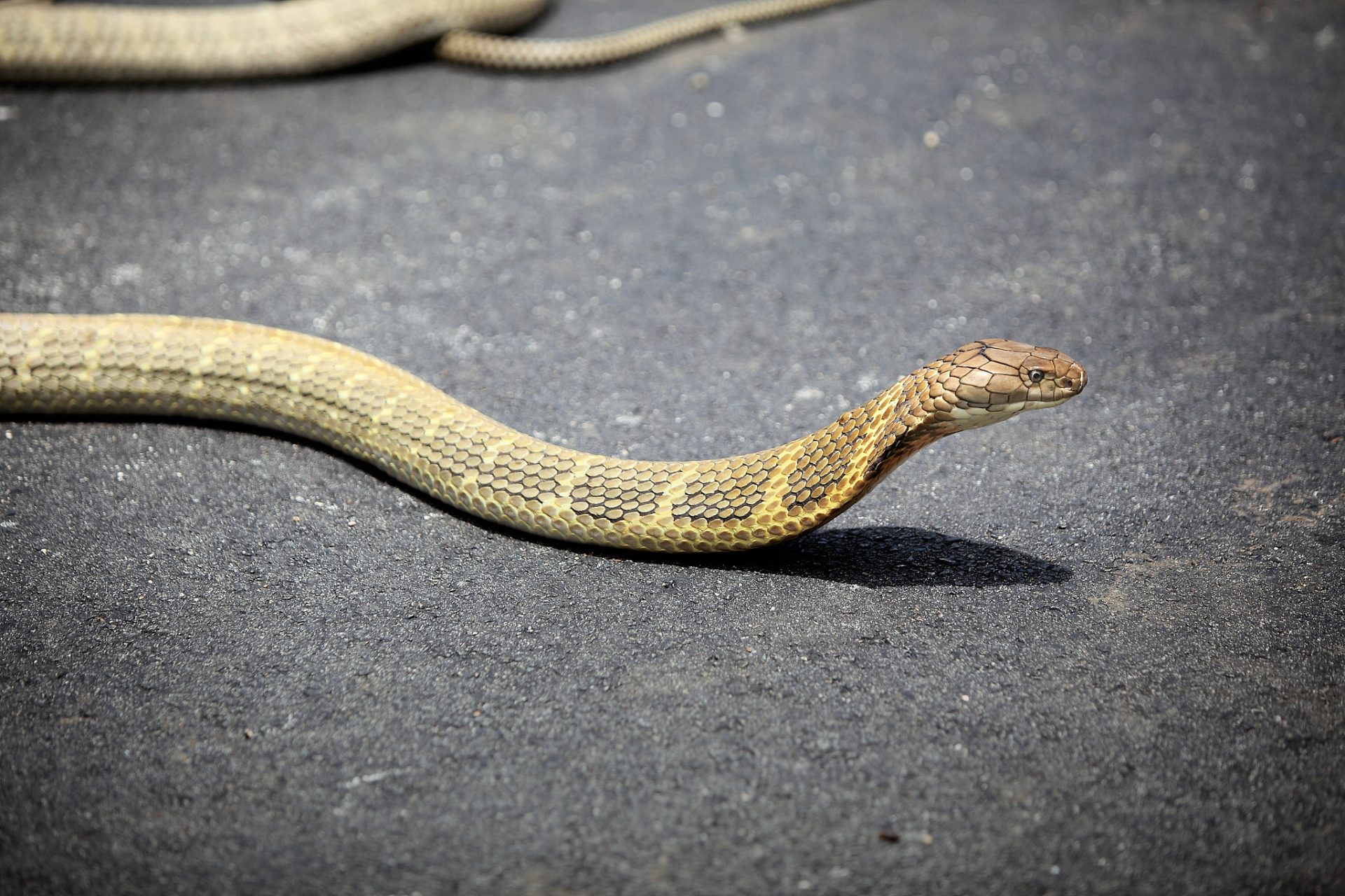 眼镜蛇  眼镜蛇,作为一种广为人知的毒蛇,凭借其独特的外形和危险的