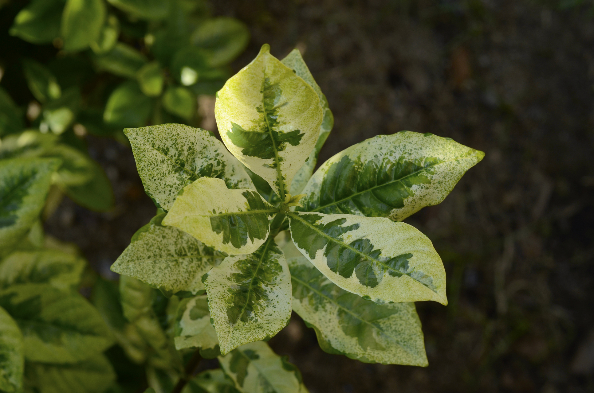 缺氮抑制苗生长,老叶先黄新叶薄;缺磷株小分枝少,新叶暗绿老叶紫;缺钾