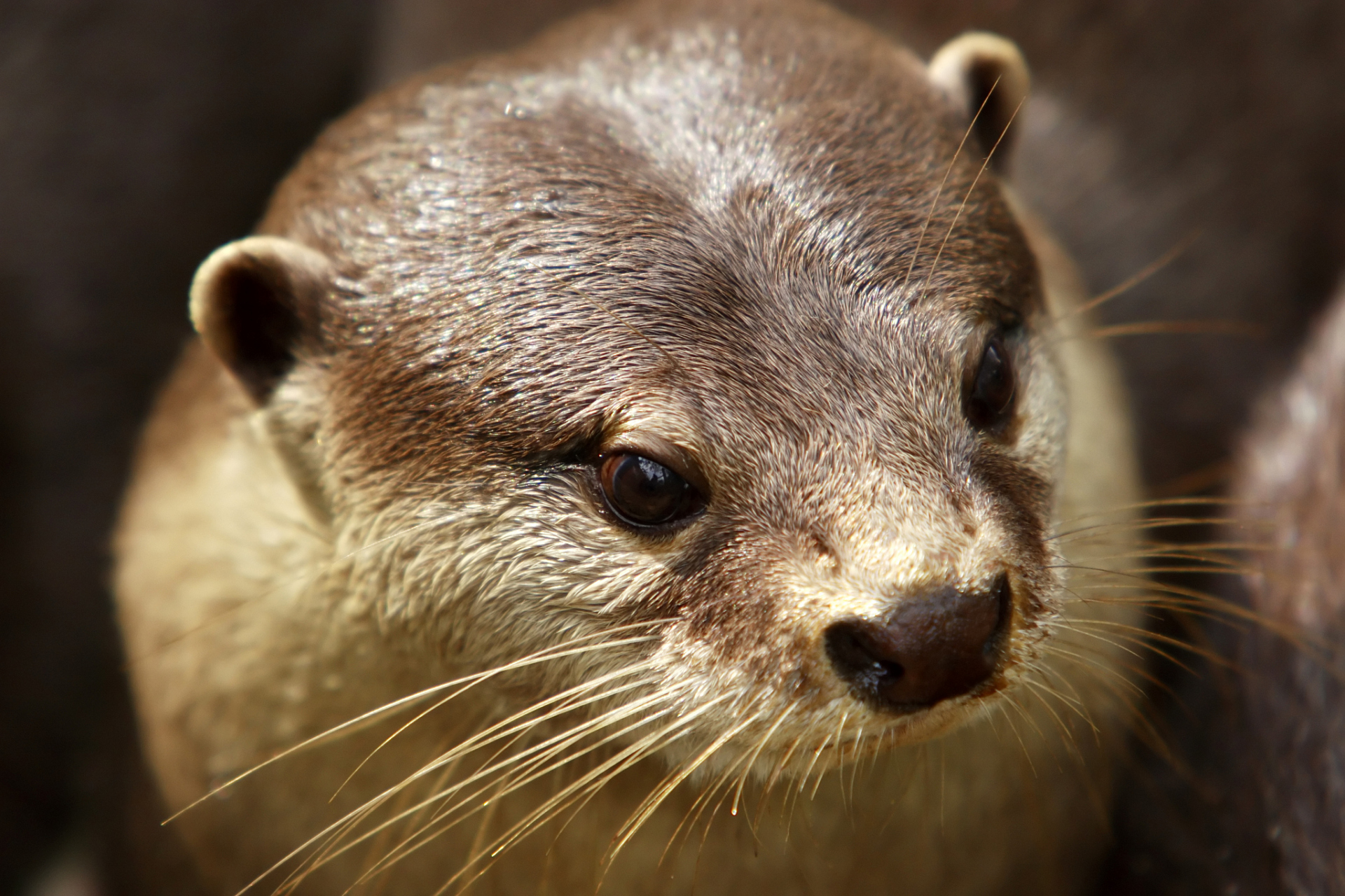 海狸是一种聪明,勤劳,友善的动物,通常生活在湖泊,河流和海岸边的树林