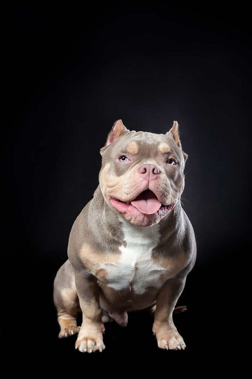 了解其特点对主人至关重要.[原文:恶霸犬的优缺点及性格]