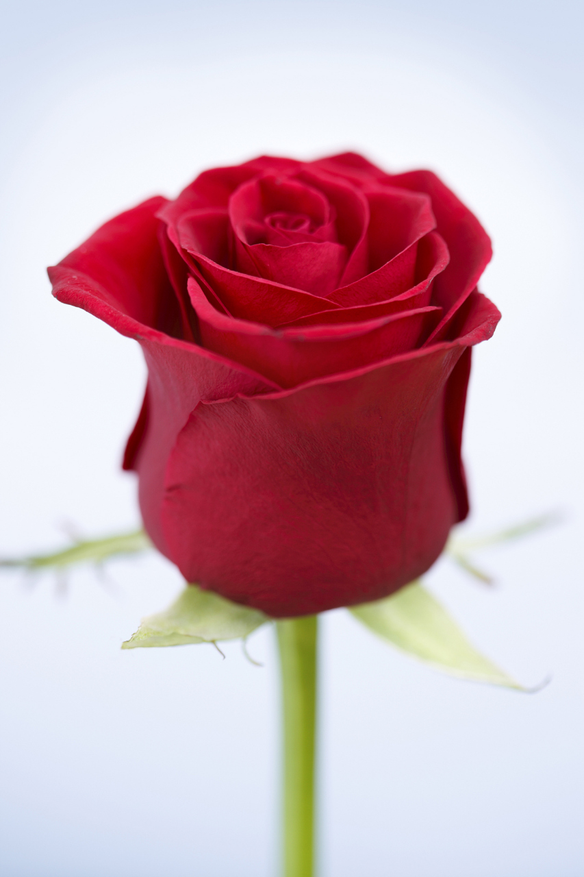 鲜花,就像是生活中的调色板,用五彩斑斓的颜色提醒我们,生活是值得