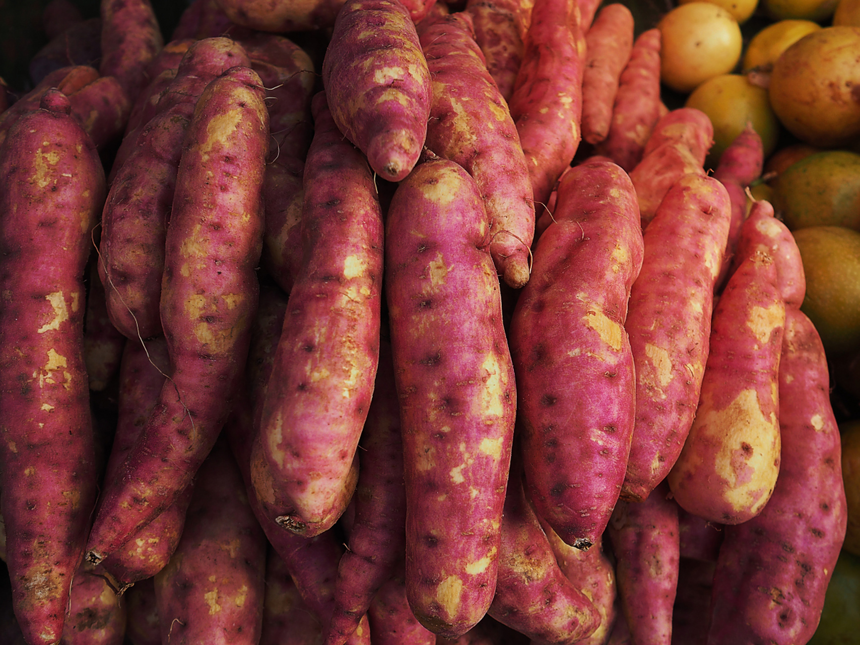 烟薯的茎叶可食用,果实可以作为蔬菜或水果,也可以入药使用.