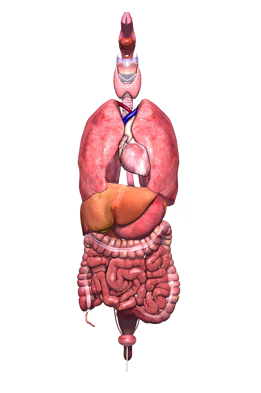 人体器官分配与共享计算机系统获世卫和世界器官移植学会的高度认可