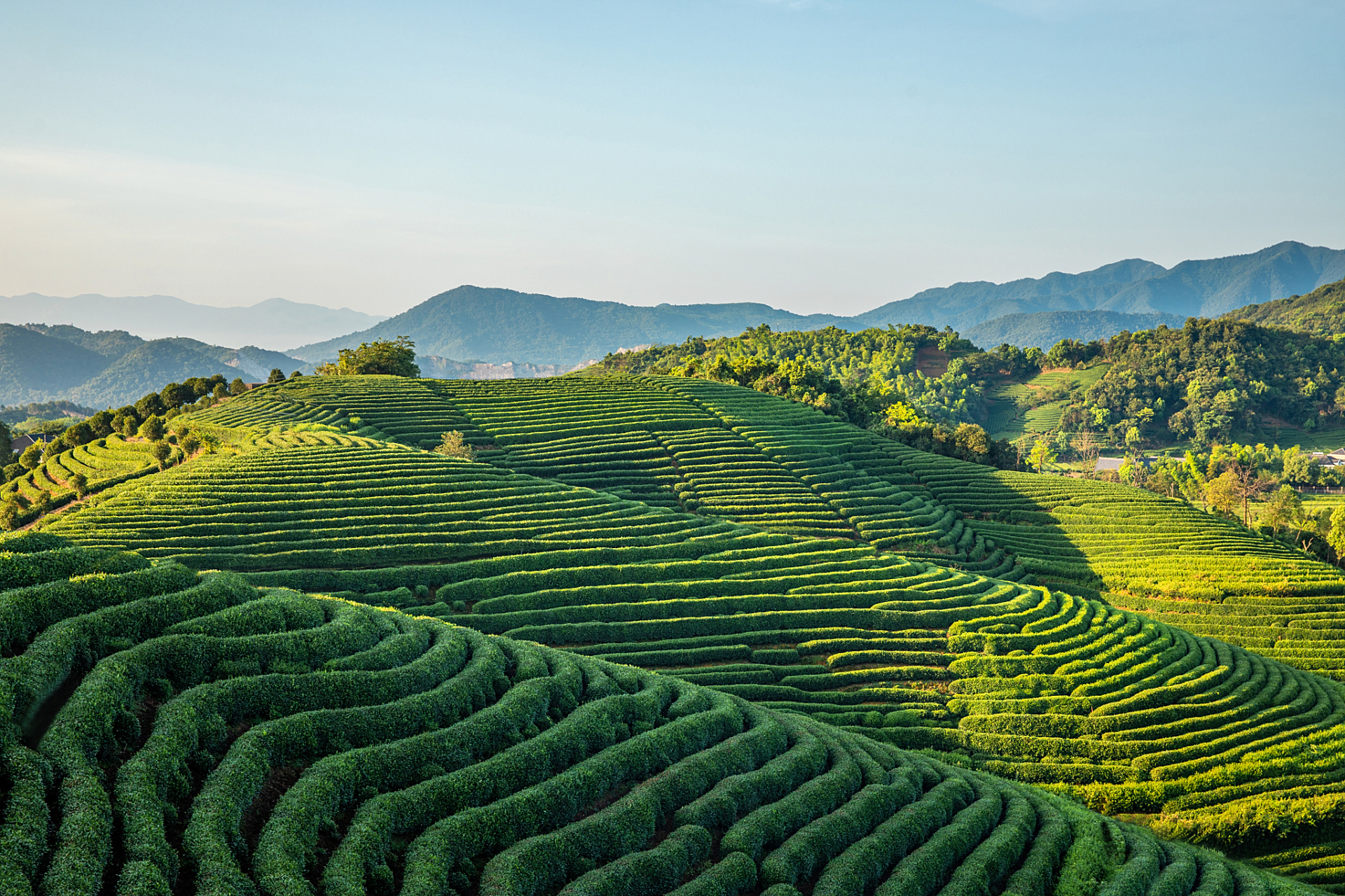那一定不能错过位于杭州西湖龙井村的龙井茶园!