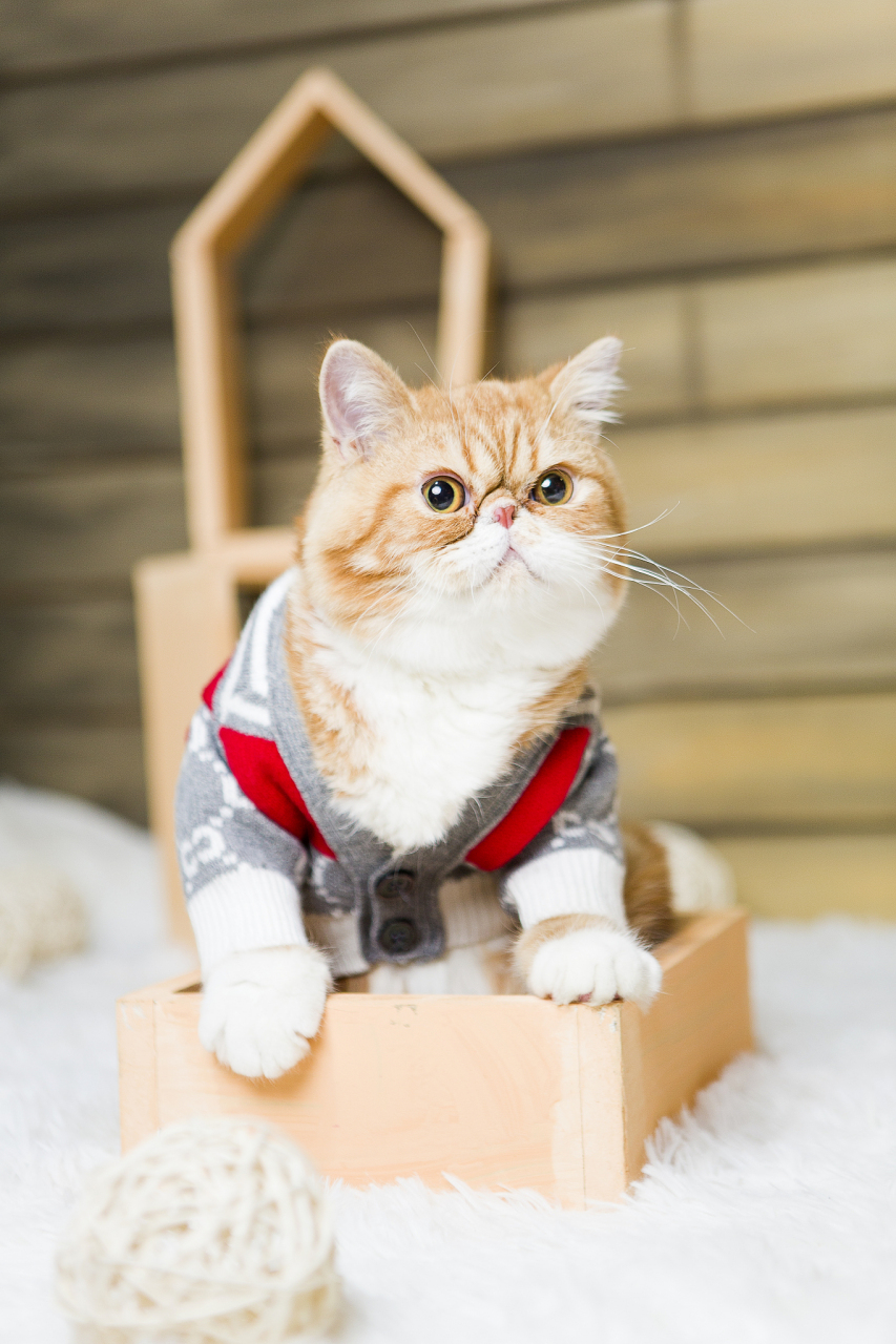 加菲猫是一种受欢迎的猫咪品种,有独特的外貌和性格特点.