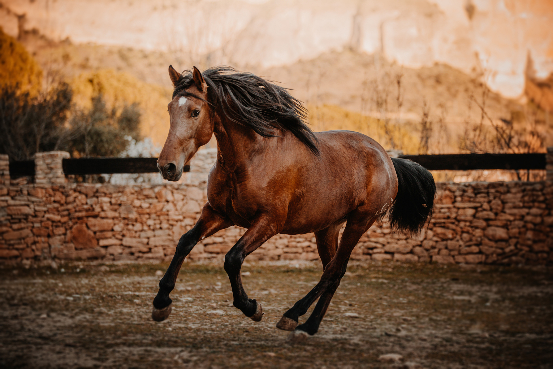 属马之人,如同驰骋在草原上的骏马,拥有无畏的勇气和坚韧的毅力.