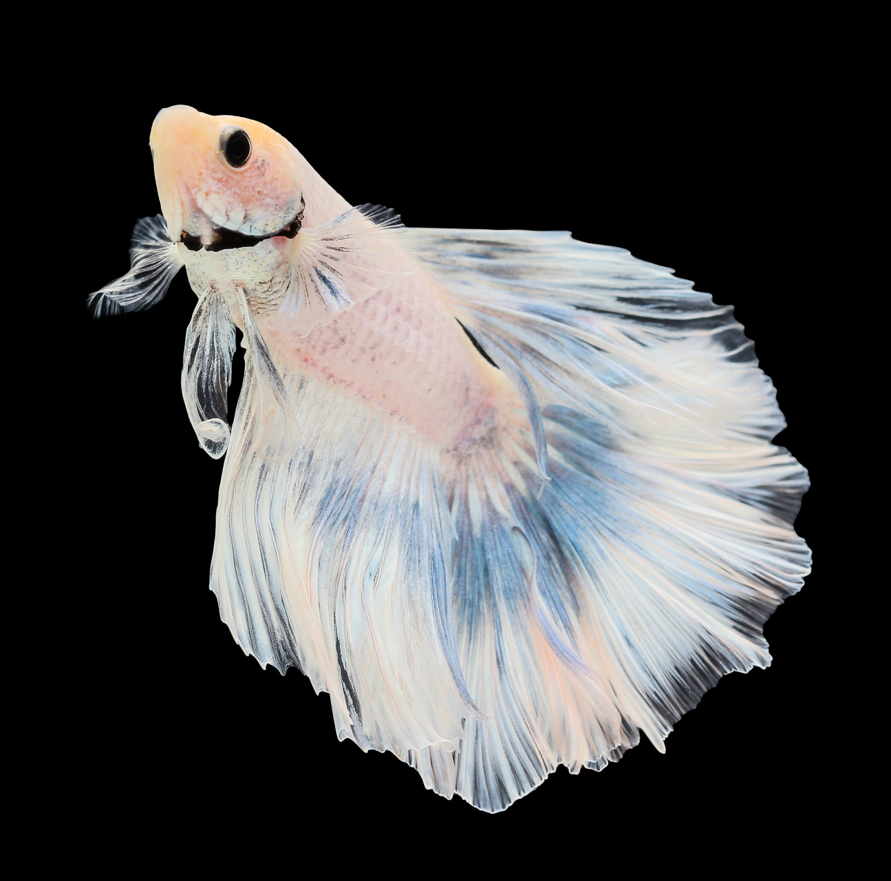 半月斗鱼是一种热带鱼,因其独特的体型和色彩而受到许多人的喜爱.