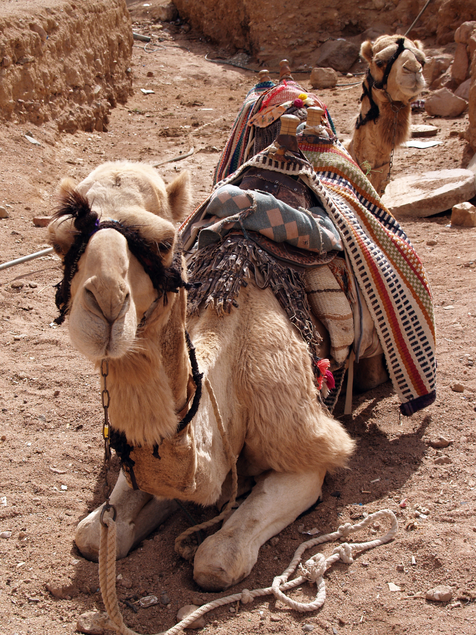 敦煌骆驼危机 敦煌鸣沙山月牙泉景区,曾经是游客们心目中的热门打卡地