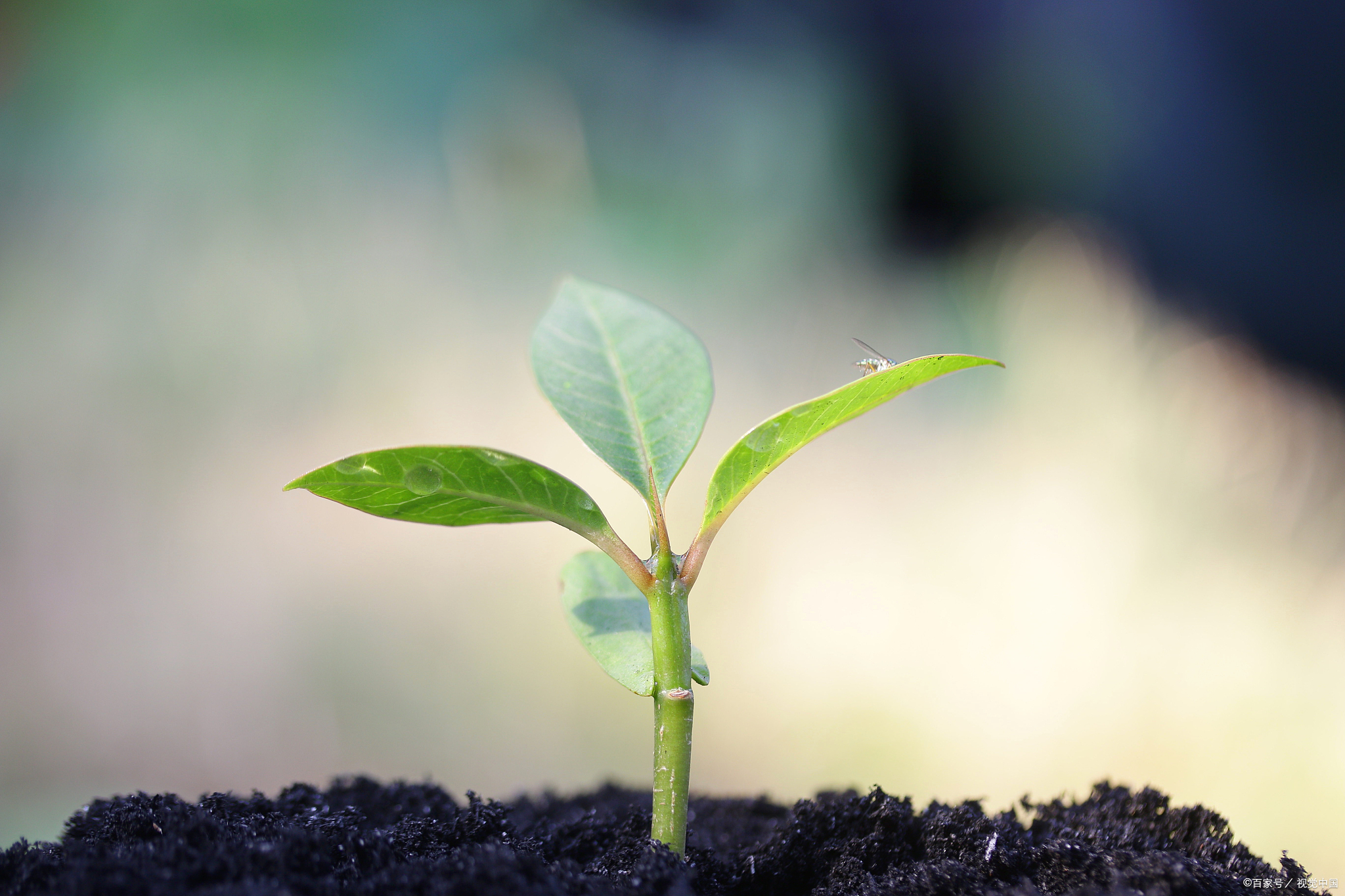 花生的种子在什么样的条件下才会发芽,花生发芽条件