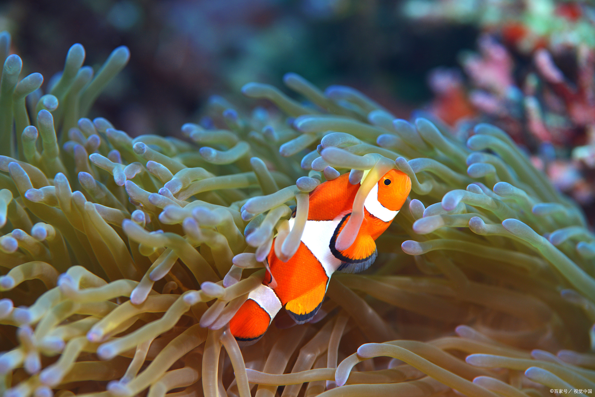 小丑鱼为什么叫小丑鱼他又不丑为什么在线