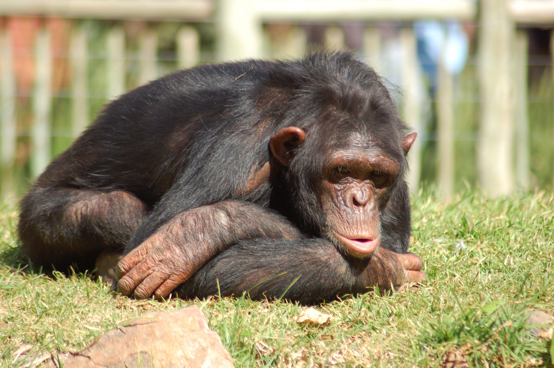 大猩猩吃的东西可真多,有200多种植物的嫩叶,树皮,果实和竹笋